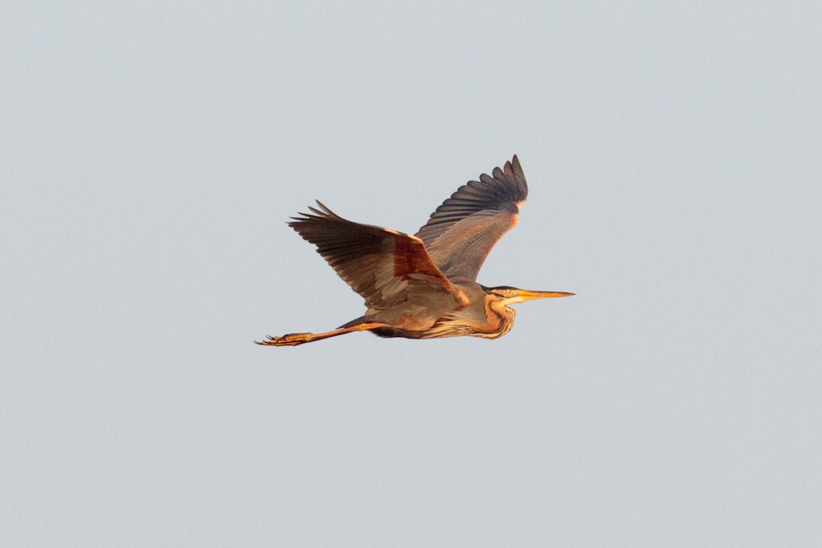 Зээрд дэглий - ML646526146