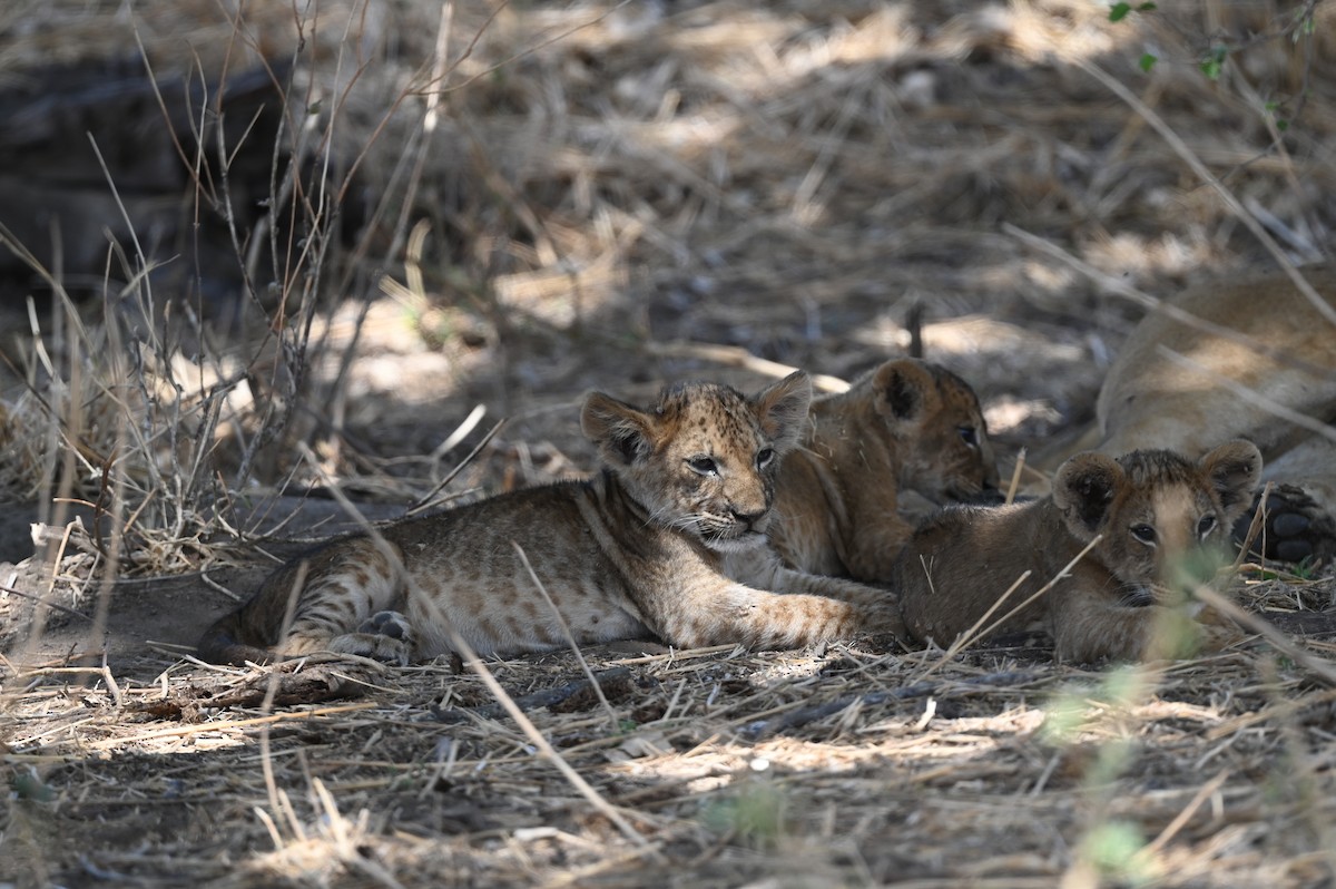 בעלי חיים - ML646526153