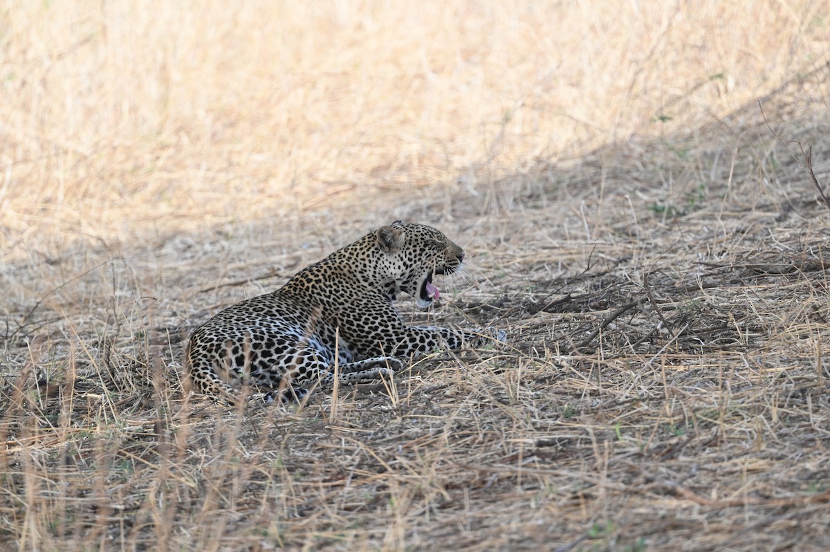 בעלי חיים - ML646526155