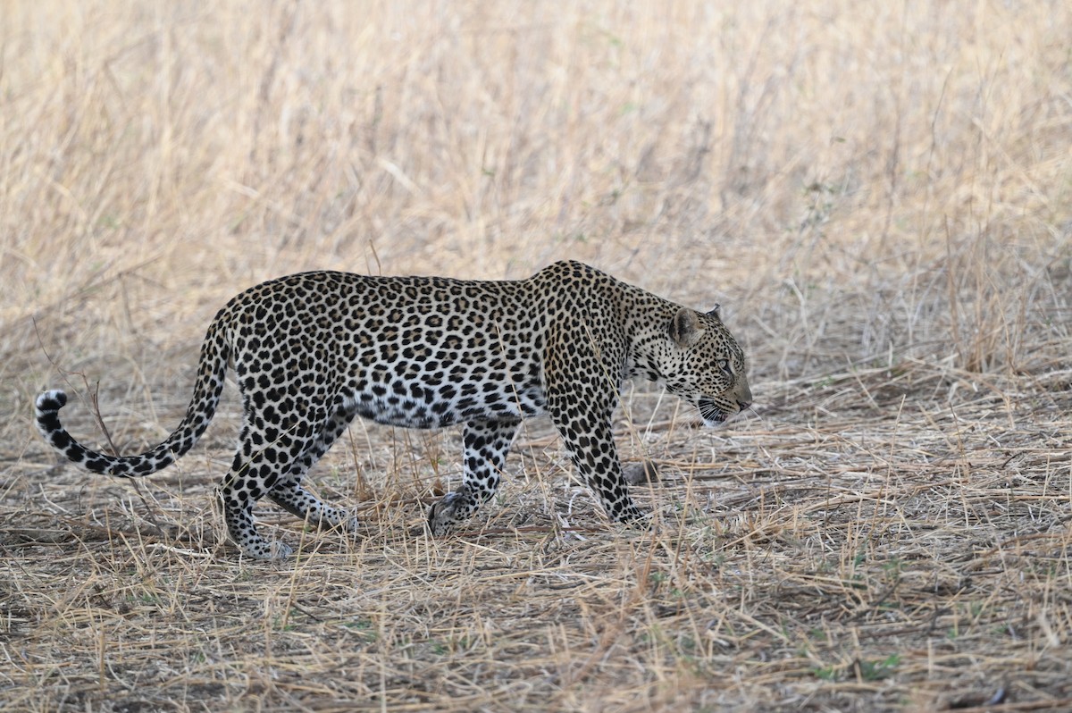 בעלי חיים - ML646526156