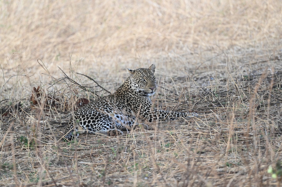 בעלי חיים - ML646526157