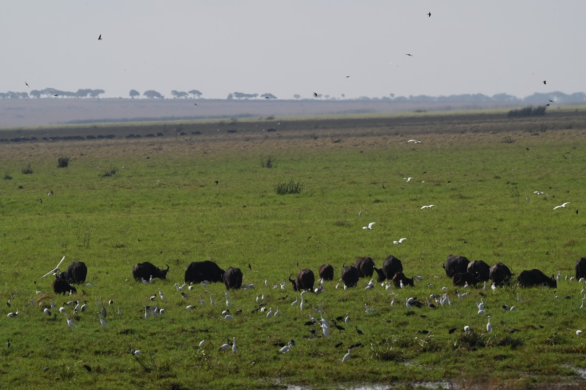 בעלי חיים - ML646526158