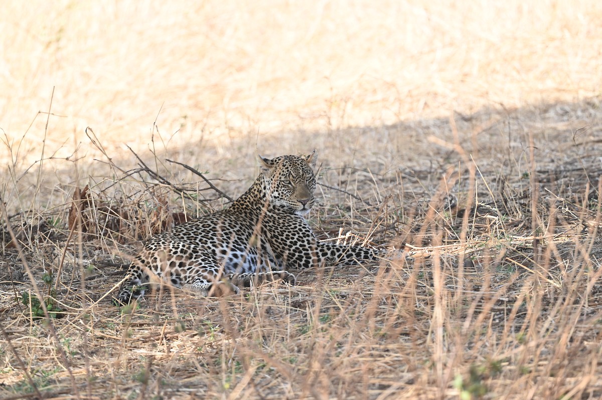 בעלי חיים - ML646526159