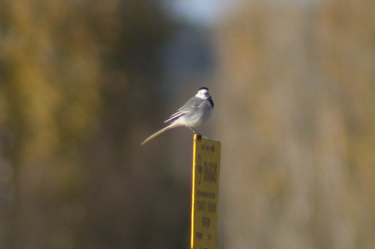 White Wagtail - ML646526160