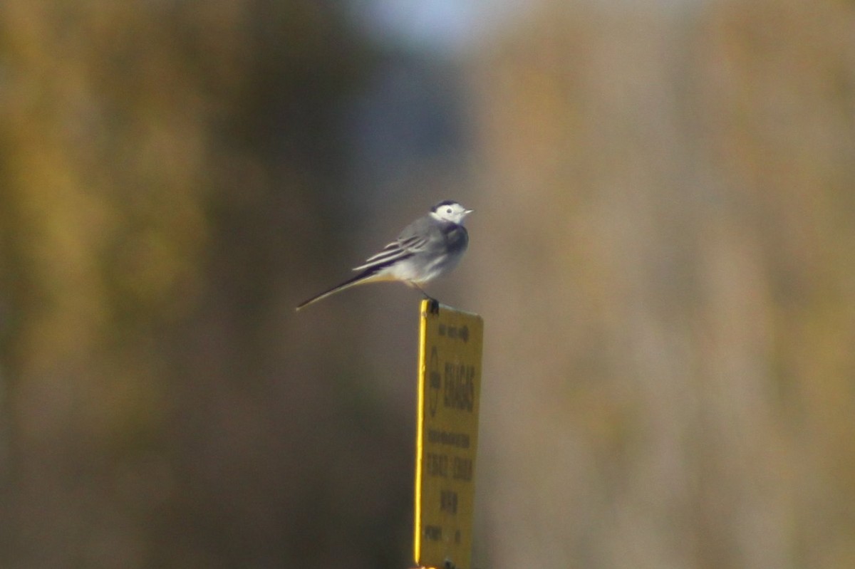 White Wagtail - ML646526161