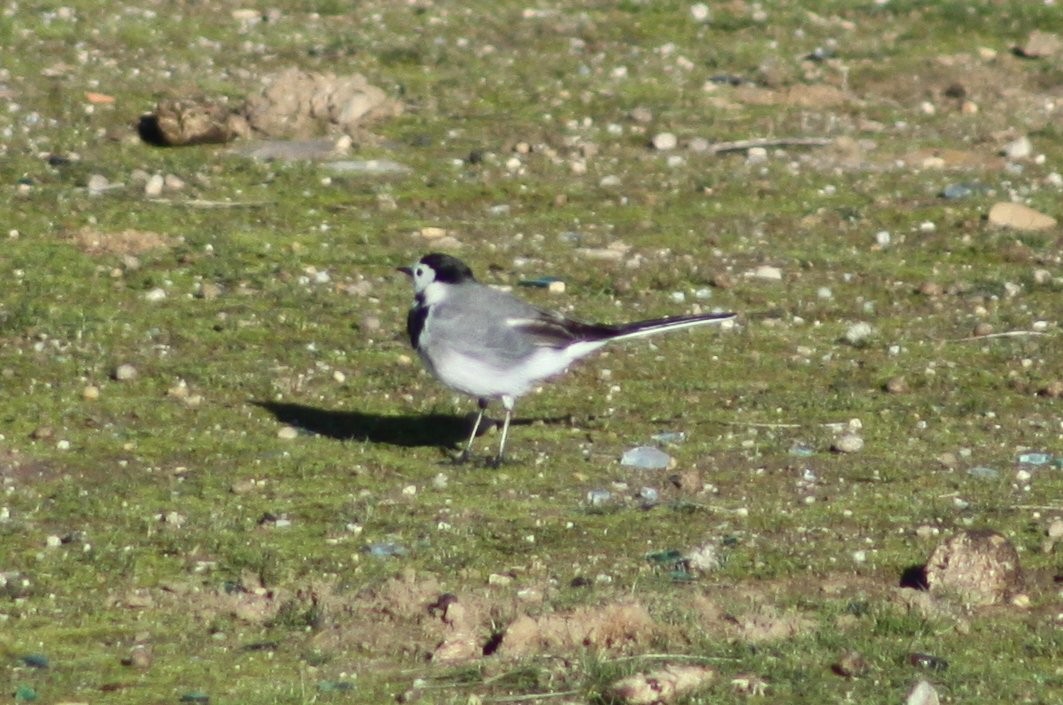 White Wagtail - ML646526162