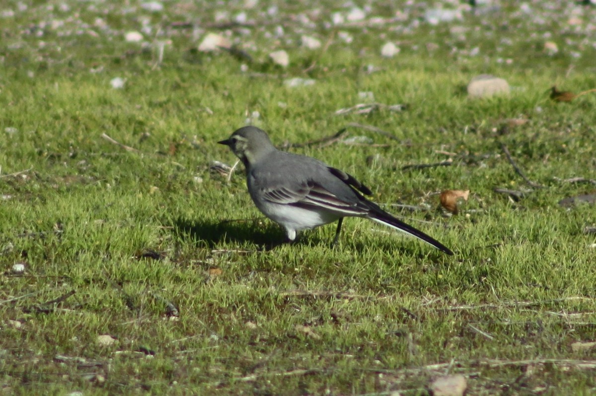 White Wagtail - ML646526163