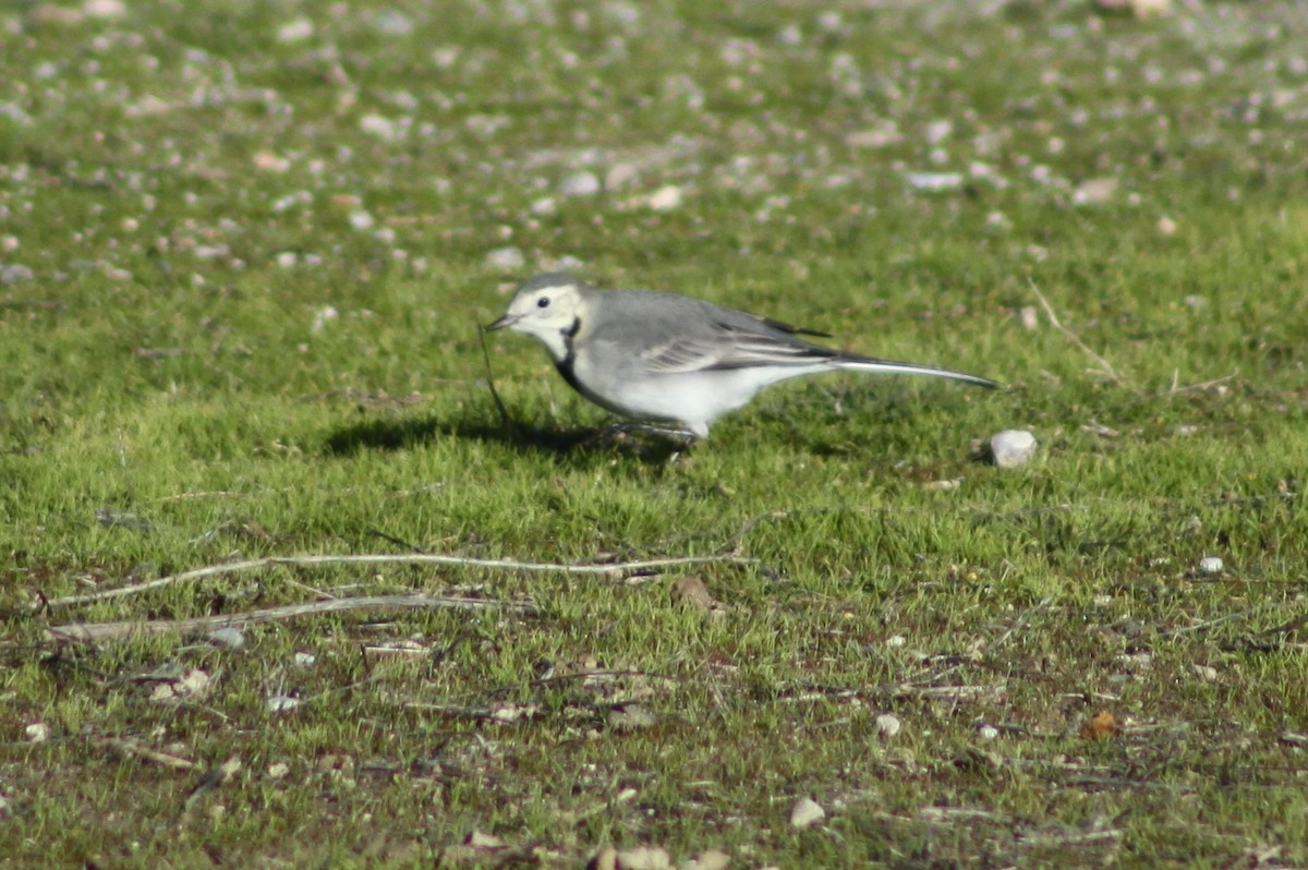 White Wagtail - ML646526164