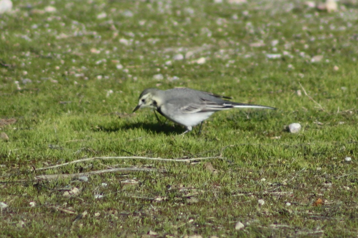 White Wagtail - ML646526165