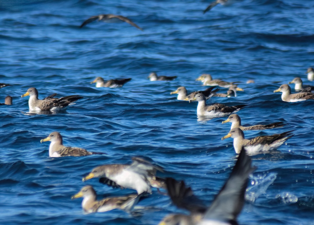 Atlantik Boz/Boz Yelkovan - ML646526166