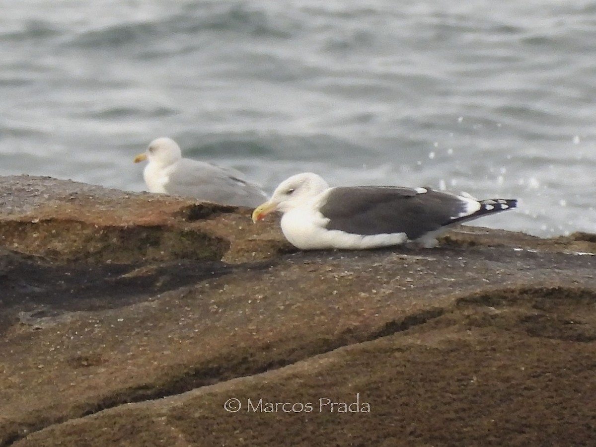 racek mořský - ML646526167