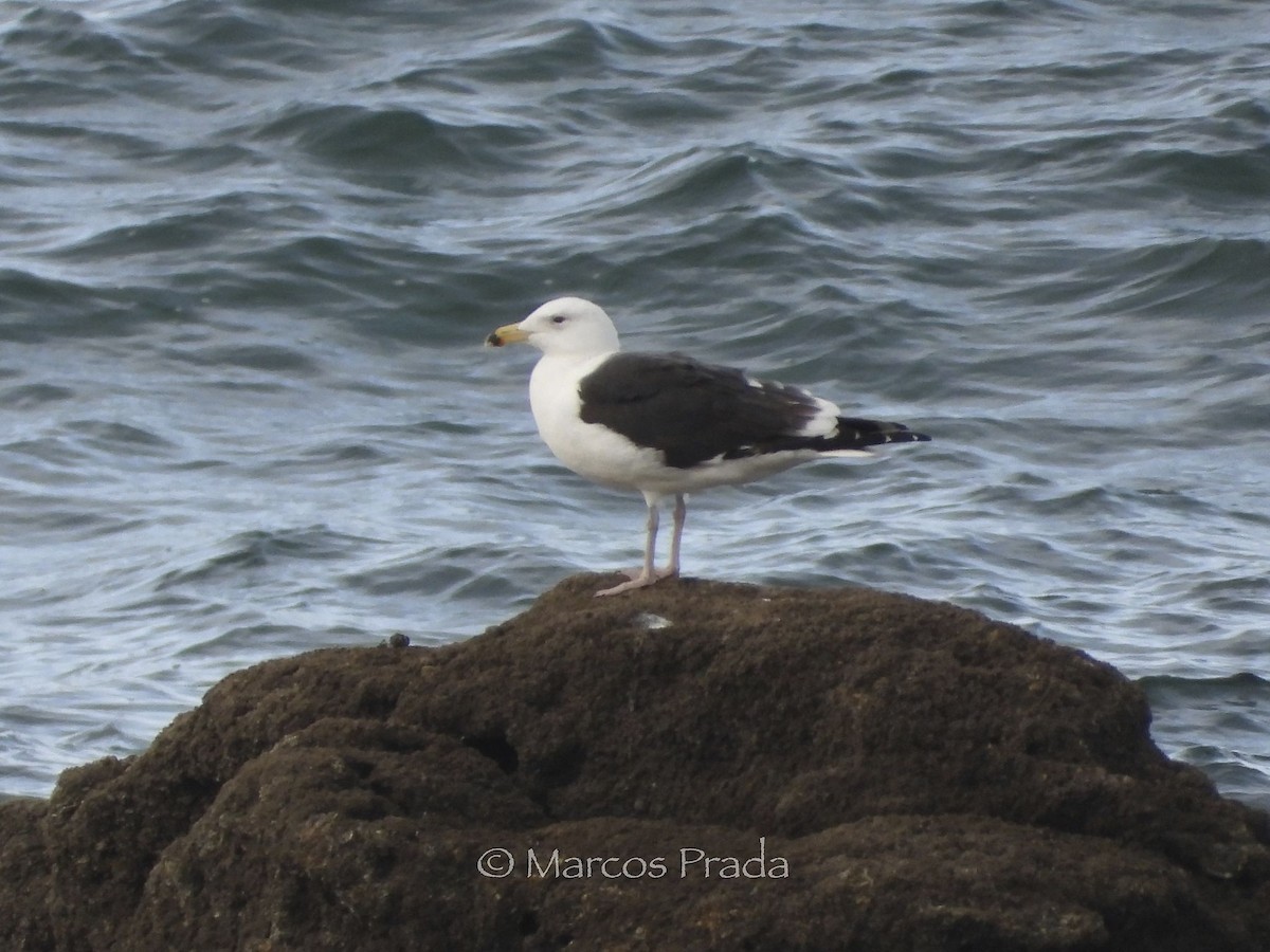 racek mořský - ML646526168