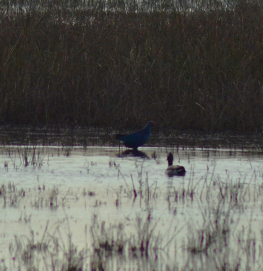 ハイガシラセイケイ - ML646526169