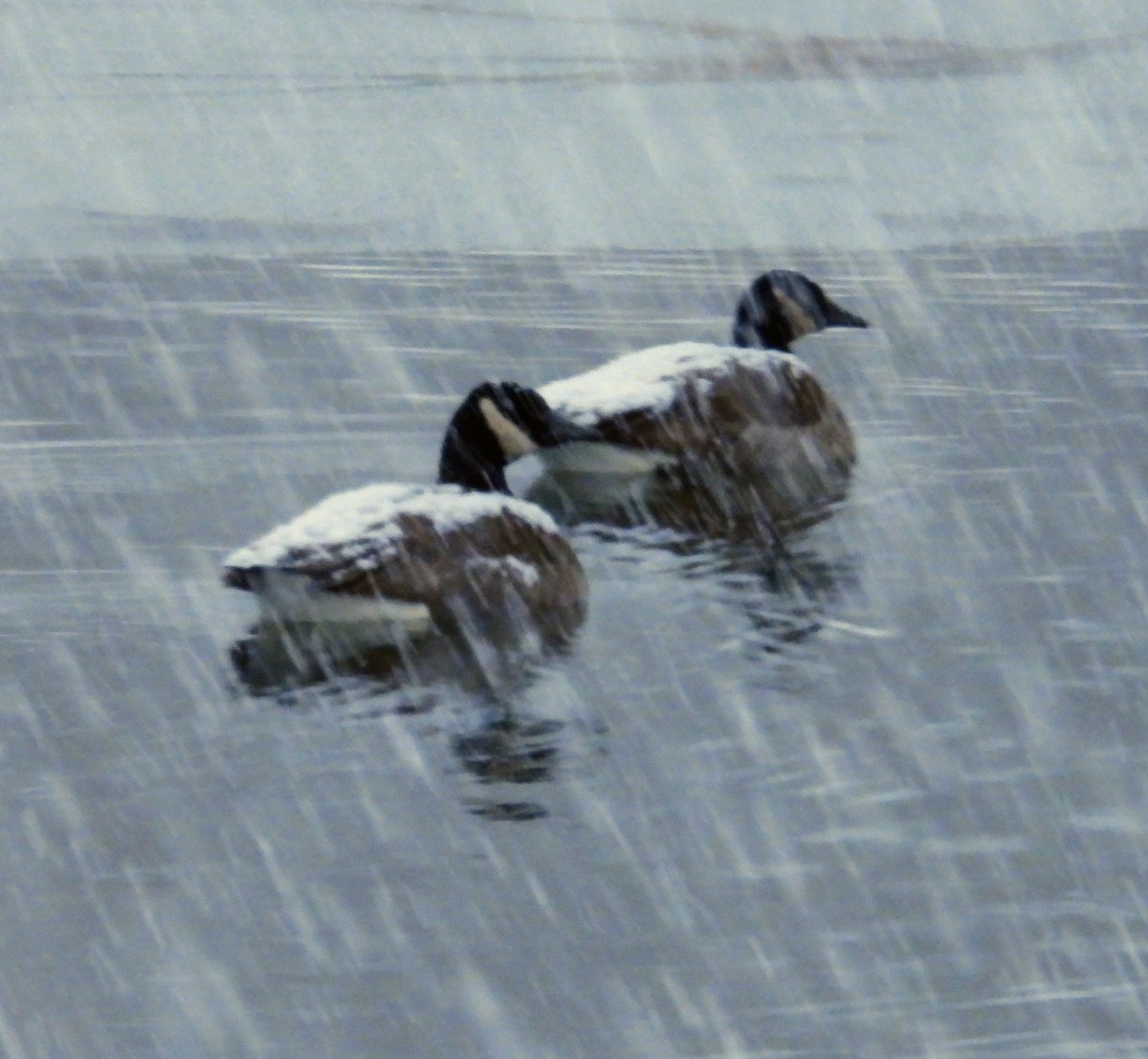 Canada Goose - ML646526170