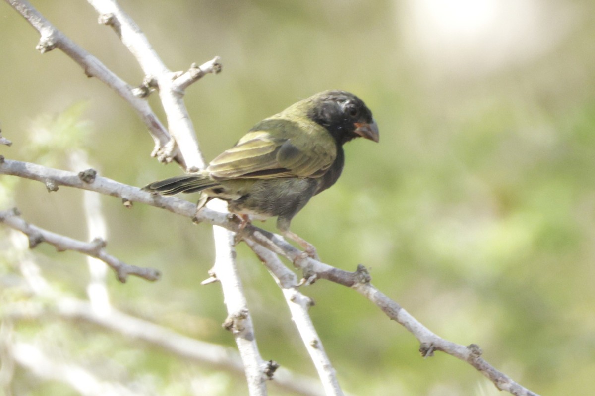 Black-faced Grassquit - ML646526172