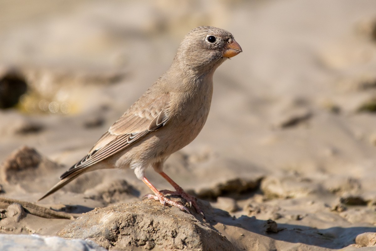 Trumpeter Finch - ML646526174