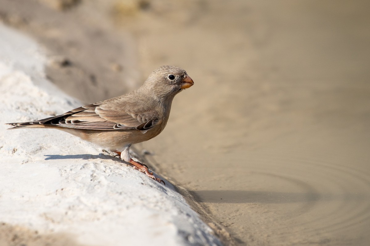 Trumpeter Finch - ML646526175