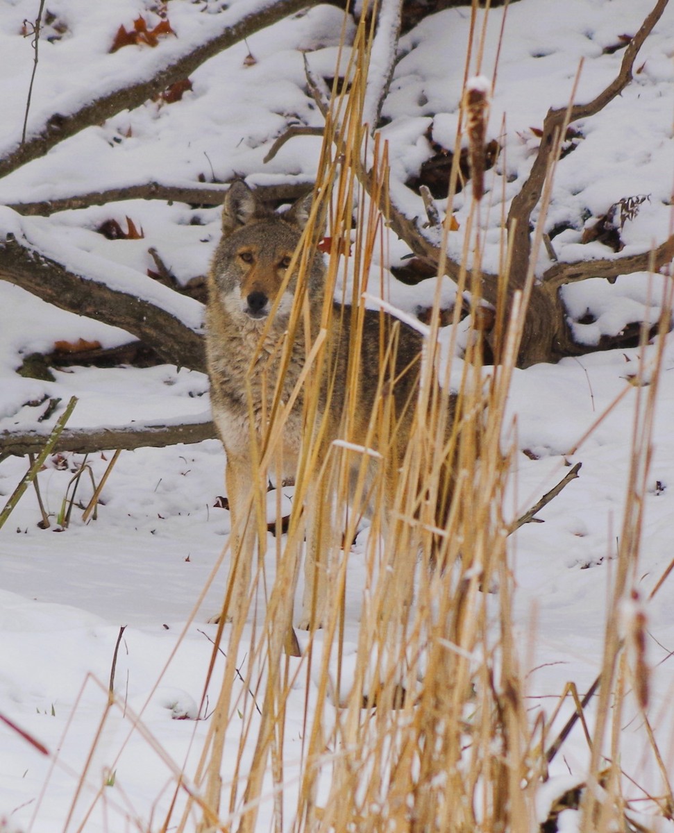 Coyote - ML646526178