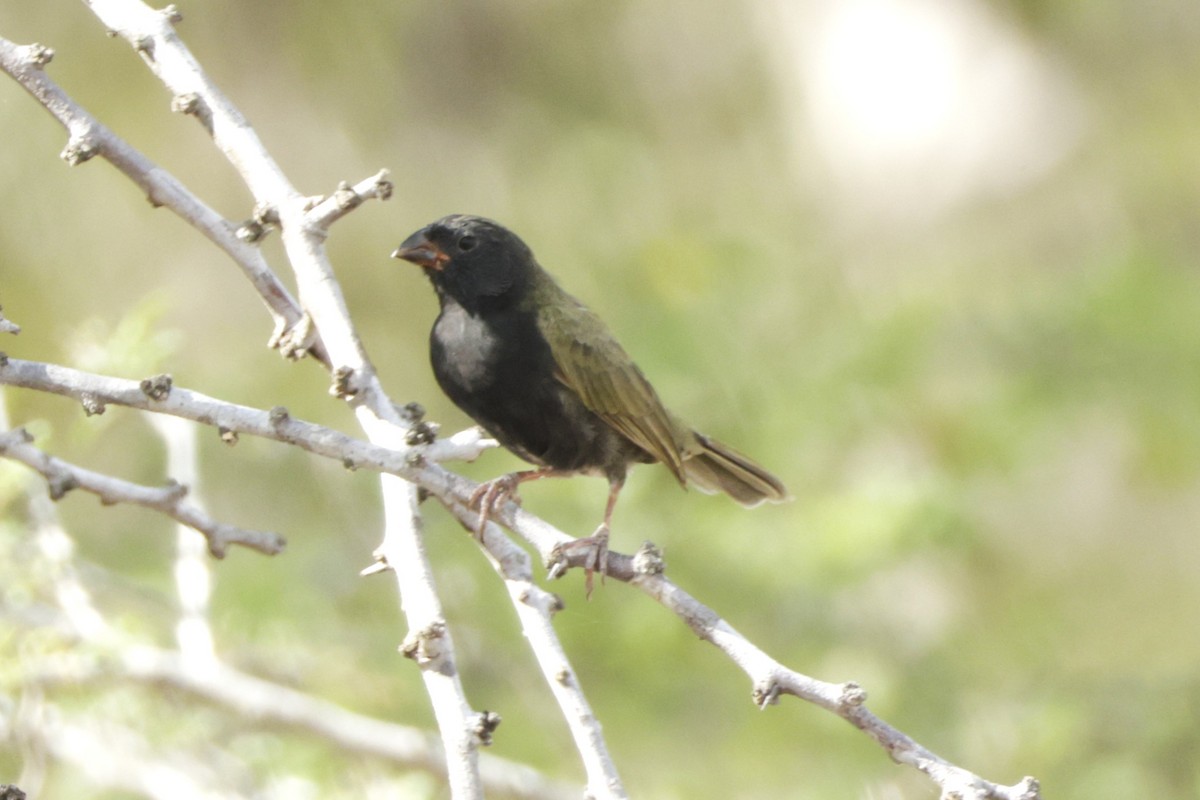 Black-faced Grassquit - ML646526184