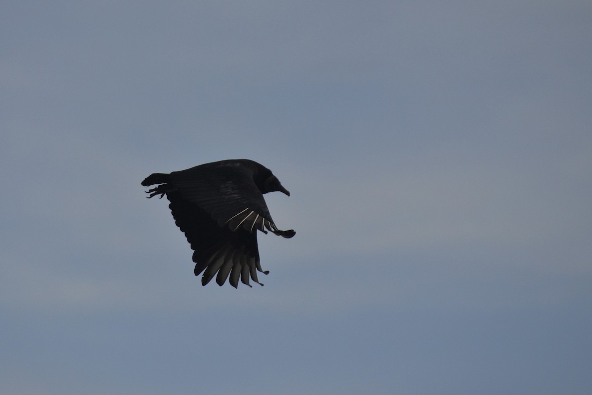Black Vulture - ML646526186