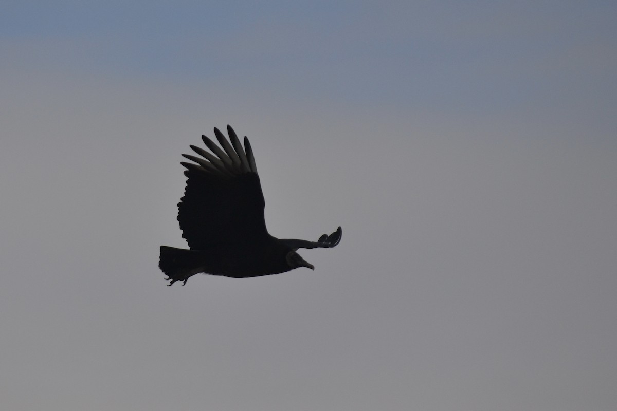 Black Vulture - ML646526187
