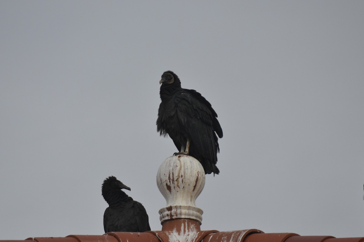 Black Vulture - ML646526188