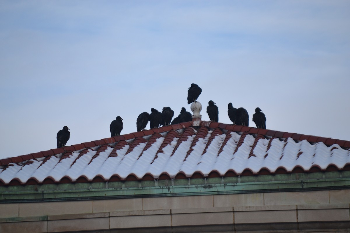 Black Vulture - ML646526189