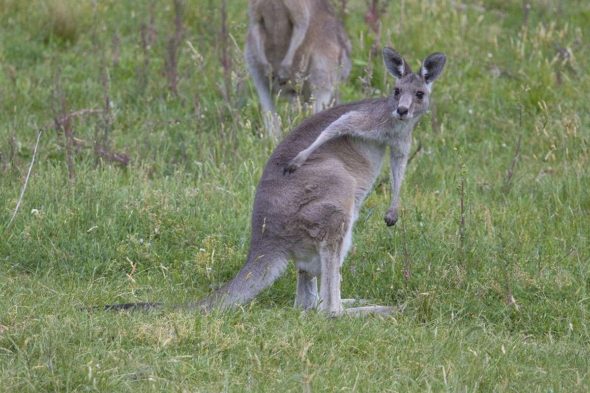 Eastern Grey Kangaroo - ML646526190
