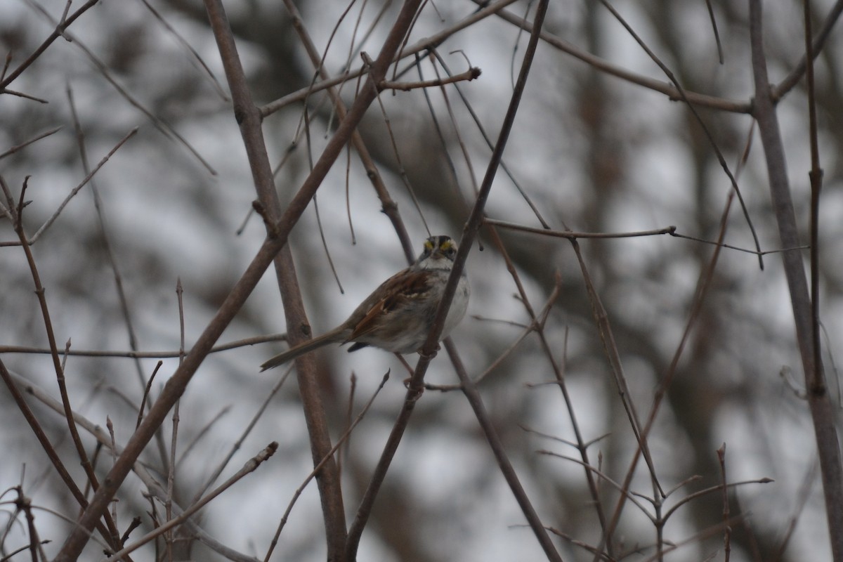 White-throated Sparrow - ML646526192