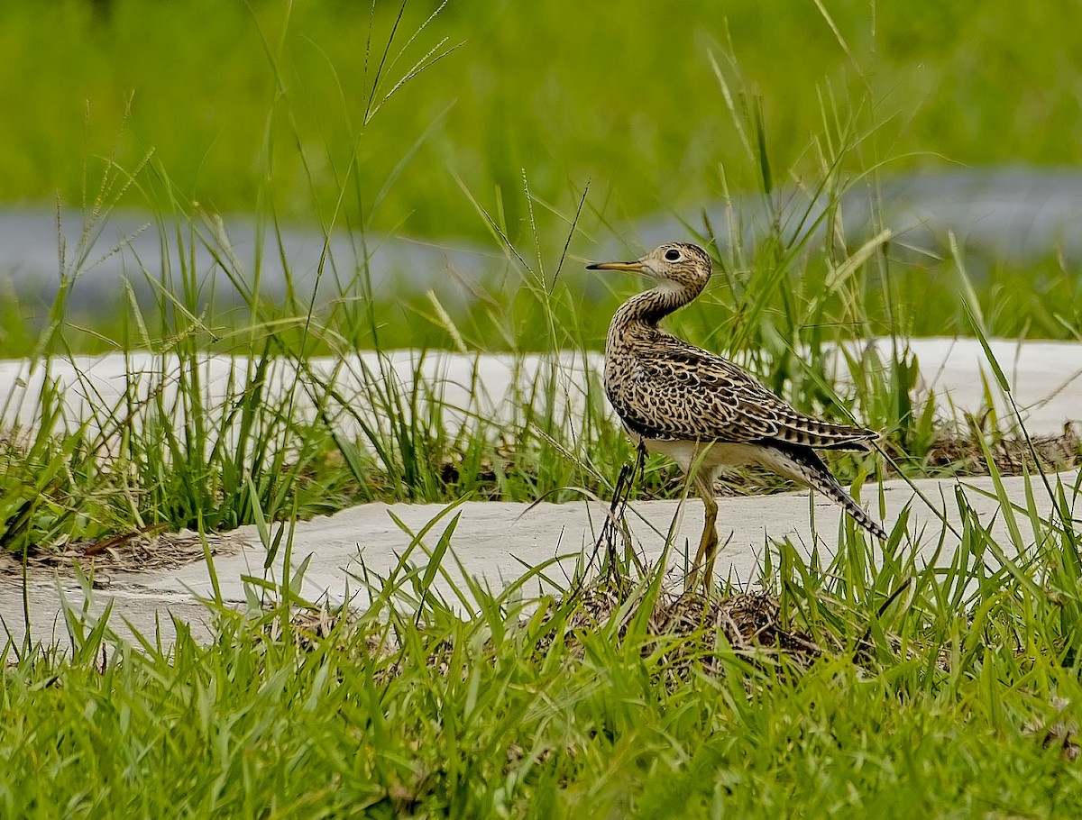 マキバシギ - ML646526193