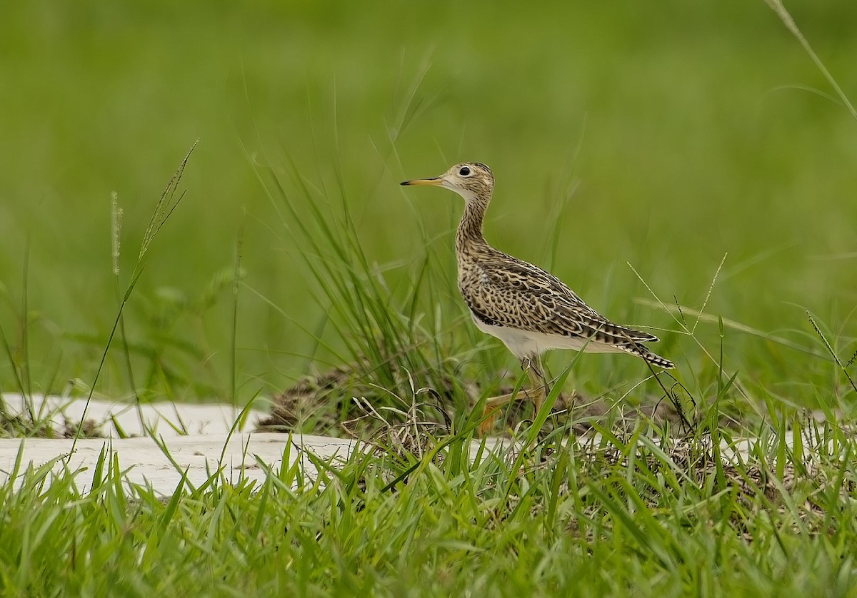 マキバシギ - ML646526194