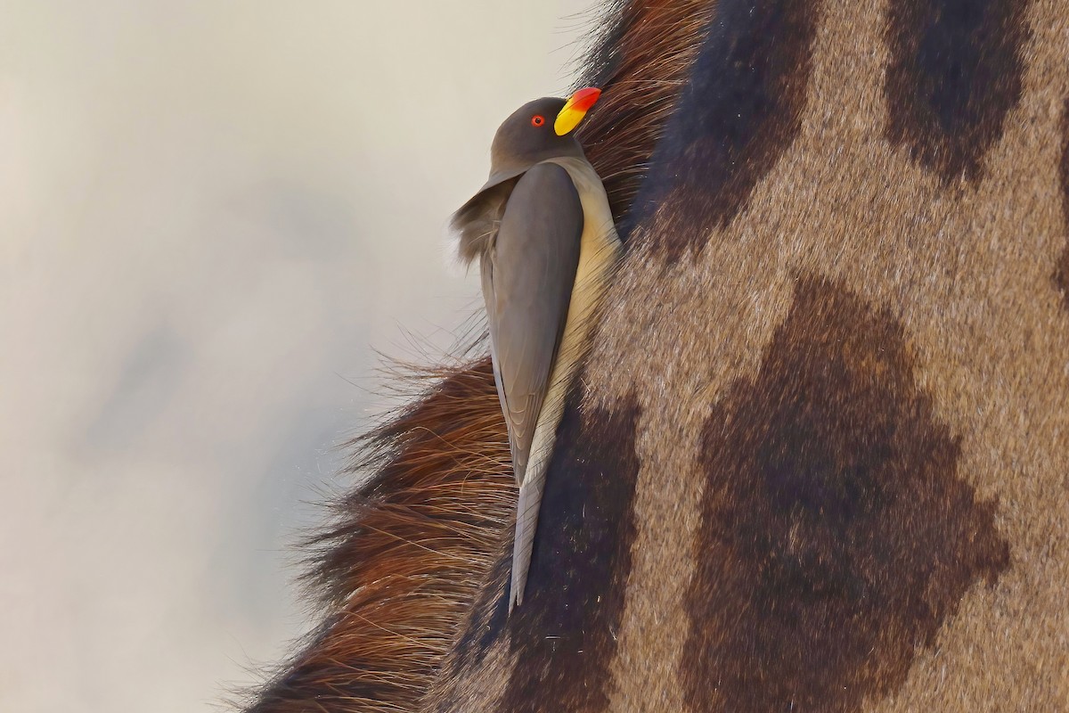 Yellow-billed Oxpecker - ML646526196