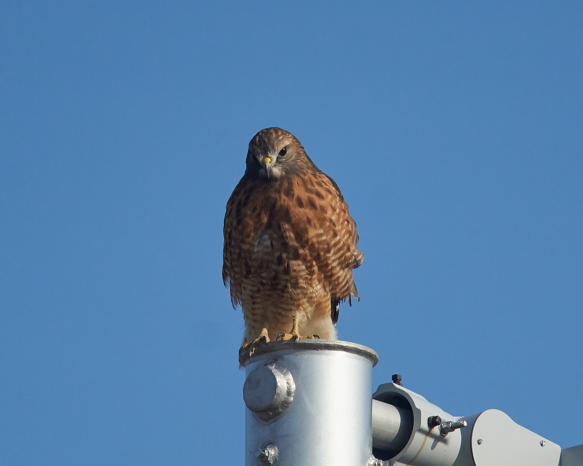 Red-shouldered Hawk - ML646526197