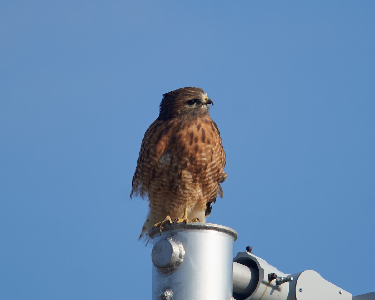 Red-shouldered Hawk - ML646526198