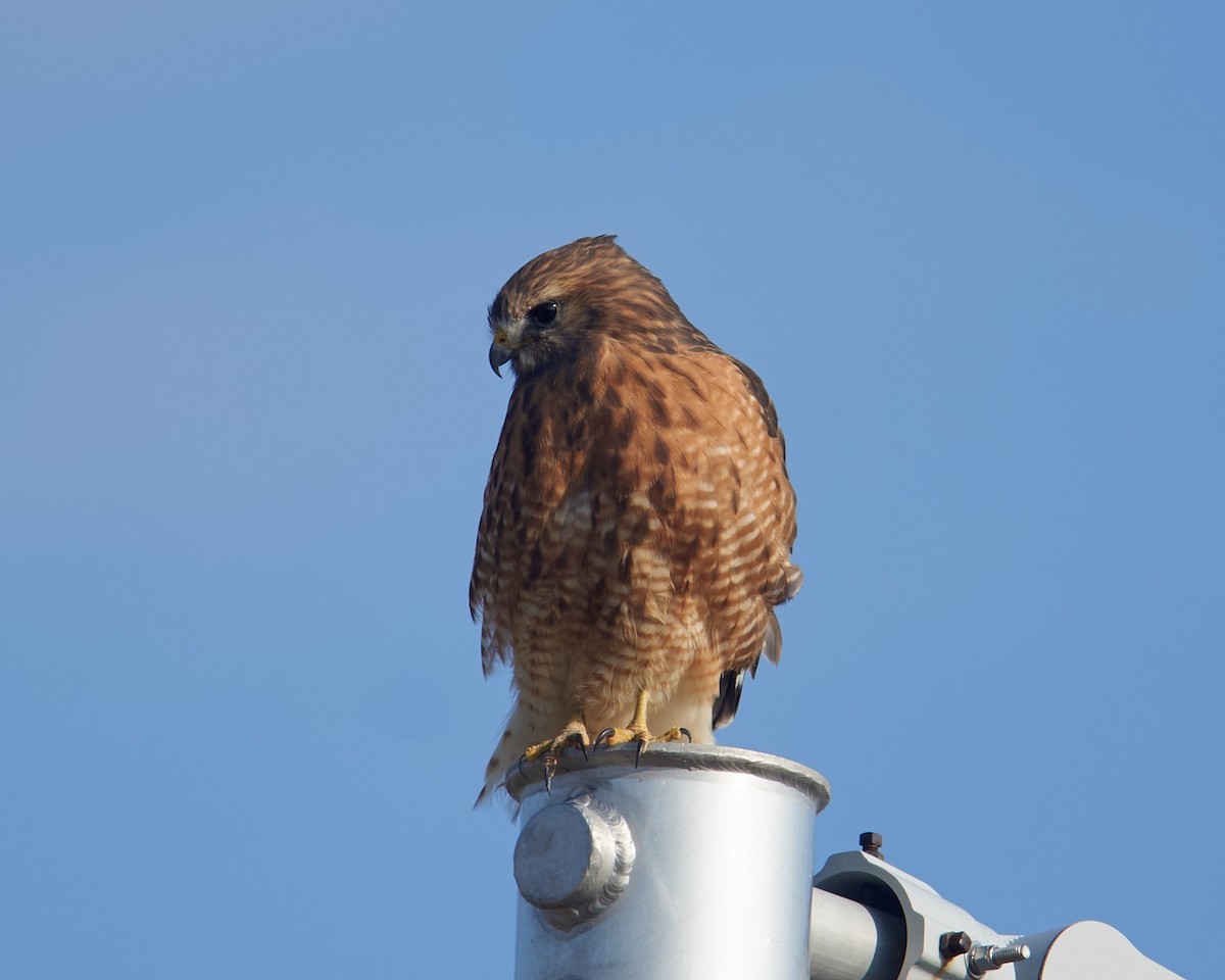 Red-shouldered Hawk - ML646526199
