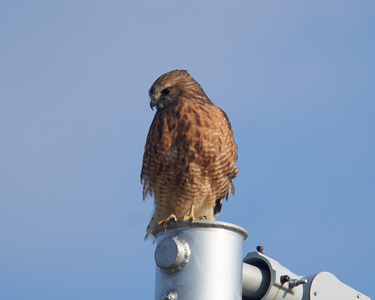 Red-shouldered Hawk - ML646526200