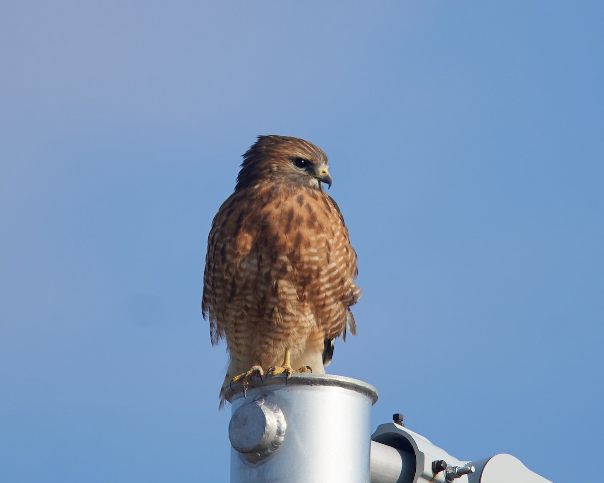Red-shouldered Hawk - ML646526201