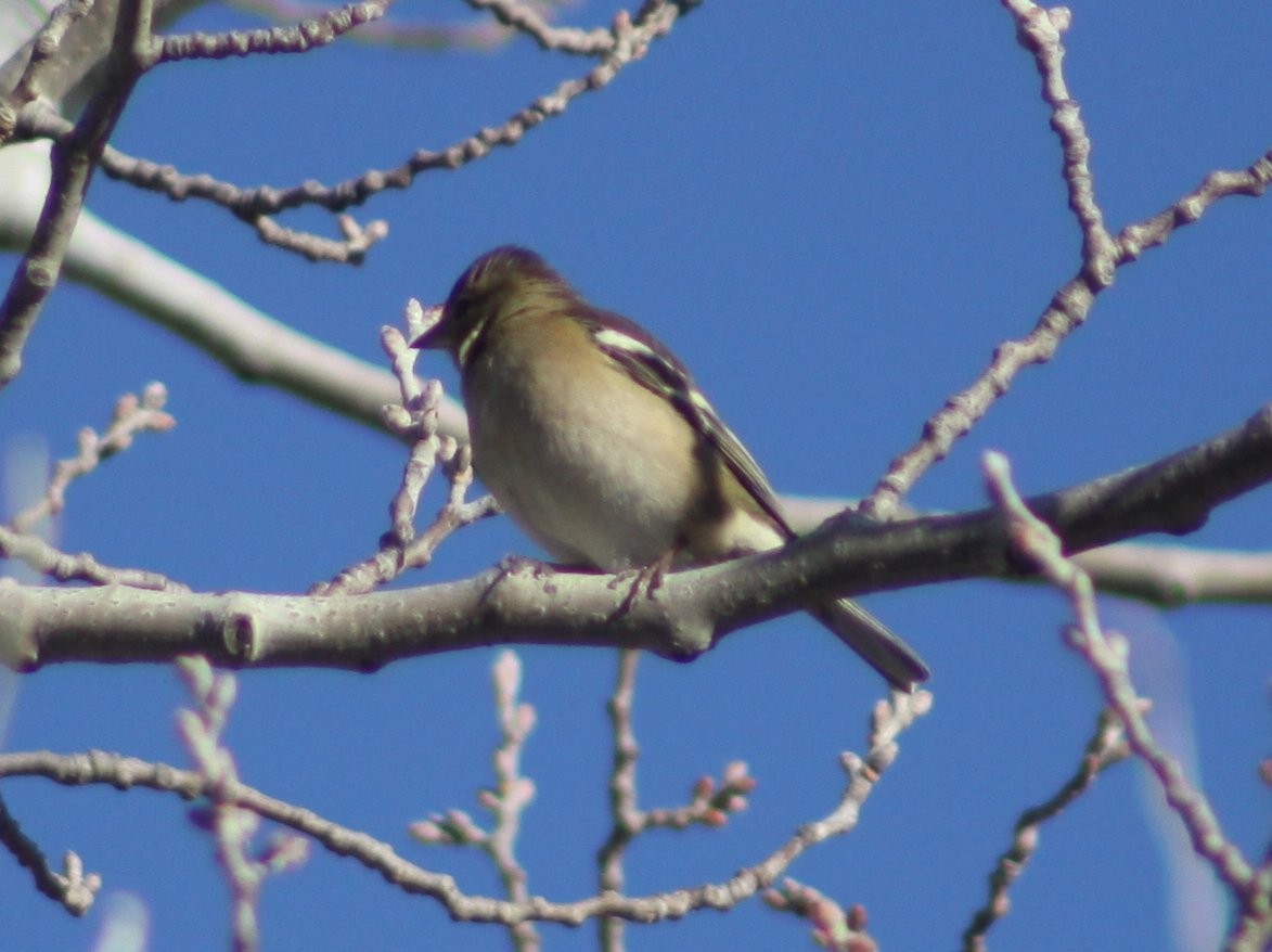 Common Chaffinch - ML646526219