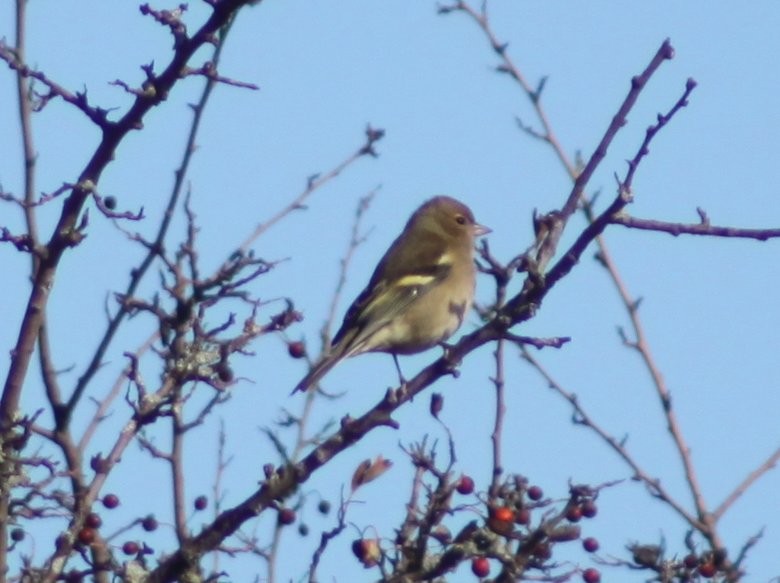 Common Chaffinch - ML646526220