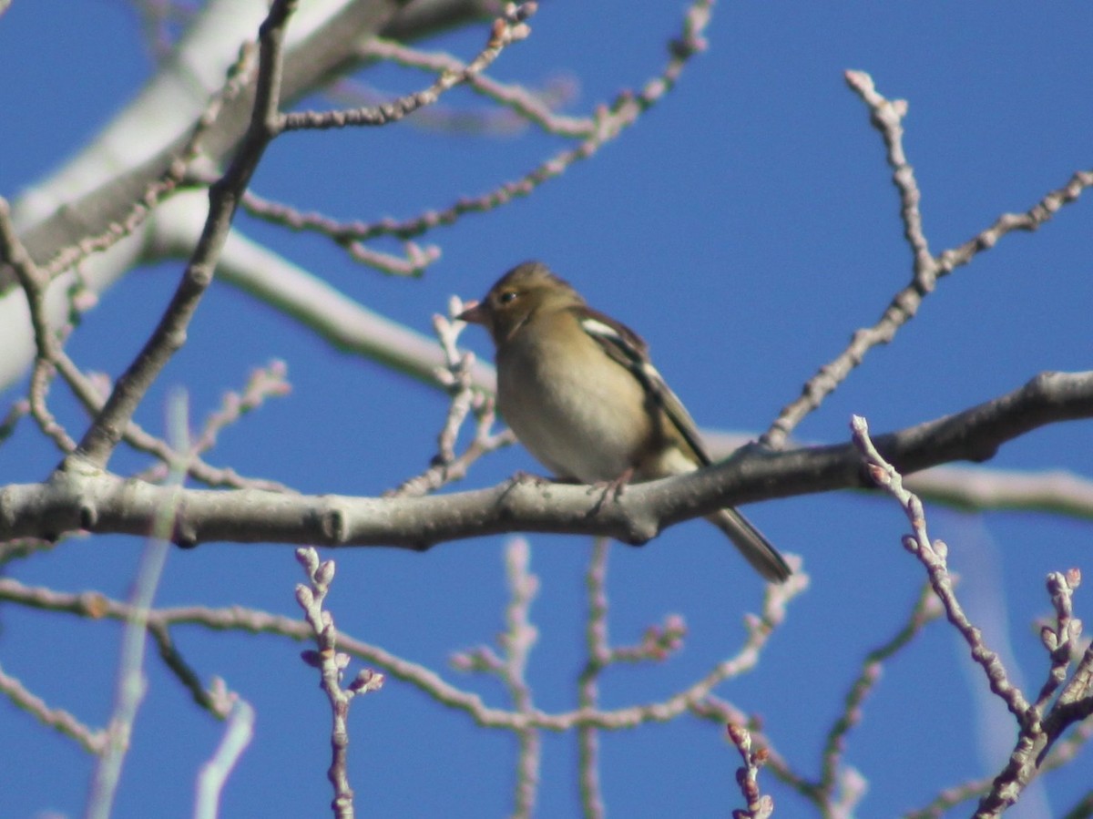 Common Chaffinch - ML646526221