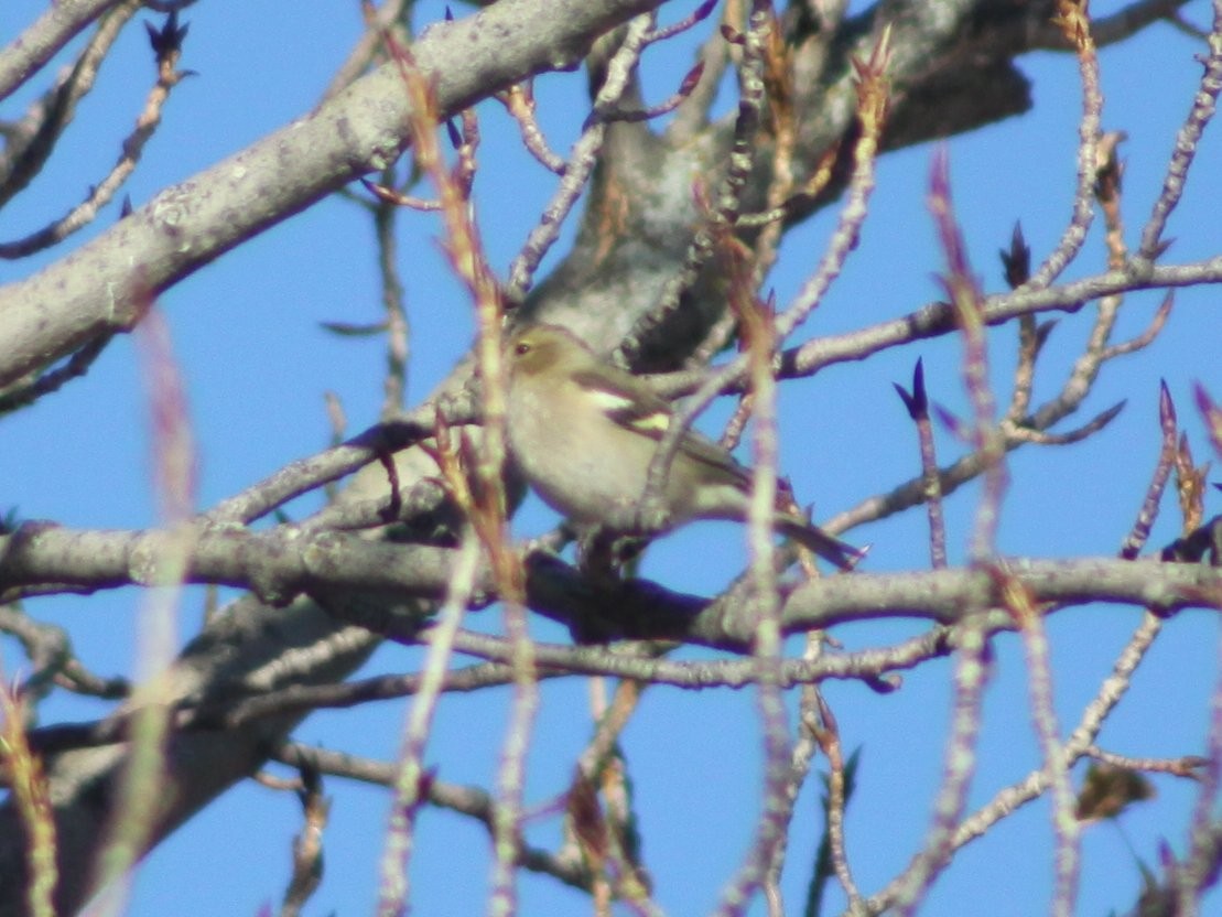 Common Chaffinch - ML646526222