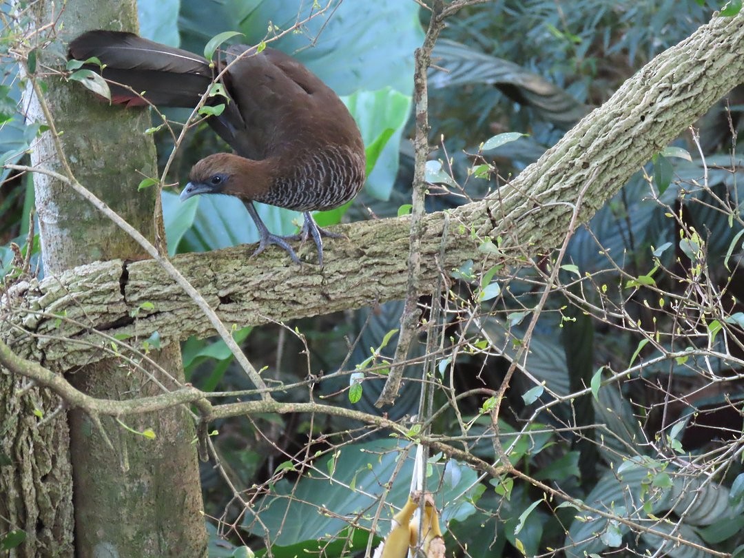Chachalaca Escamosa - ML646526223