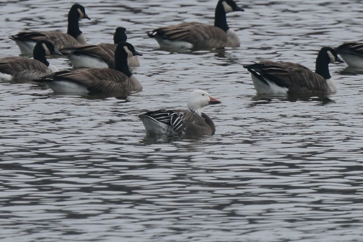 Snow Goose - ML646526225