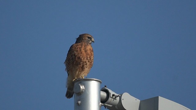 káně páskovaná - ML646526226