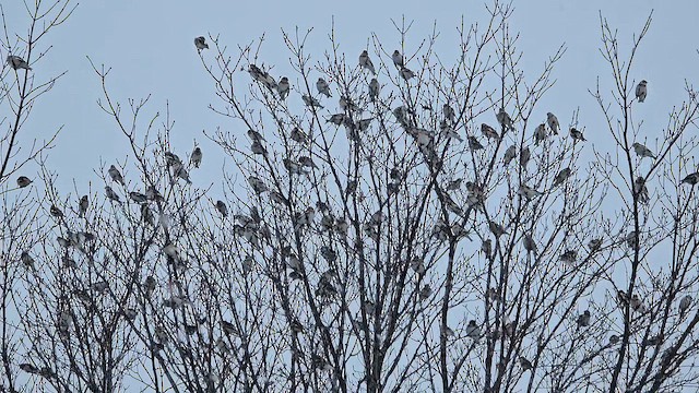 sněhule severní - ML646526227