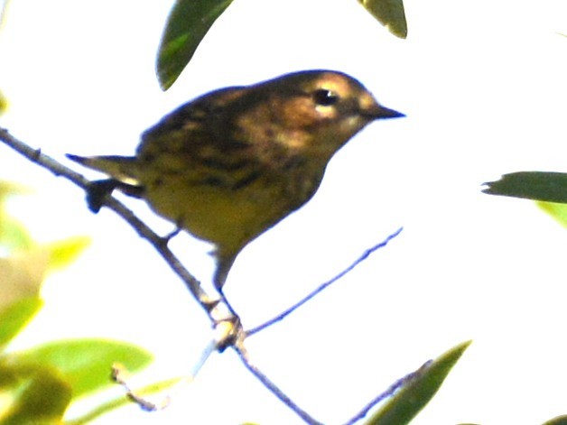 Prairie Warbler - ML646526228