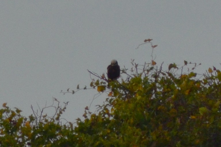 ヨーロッパチュウヒ - ML646526231