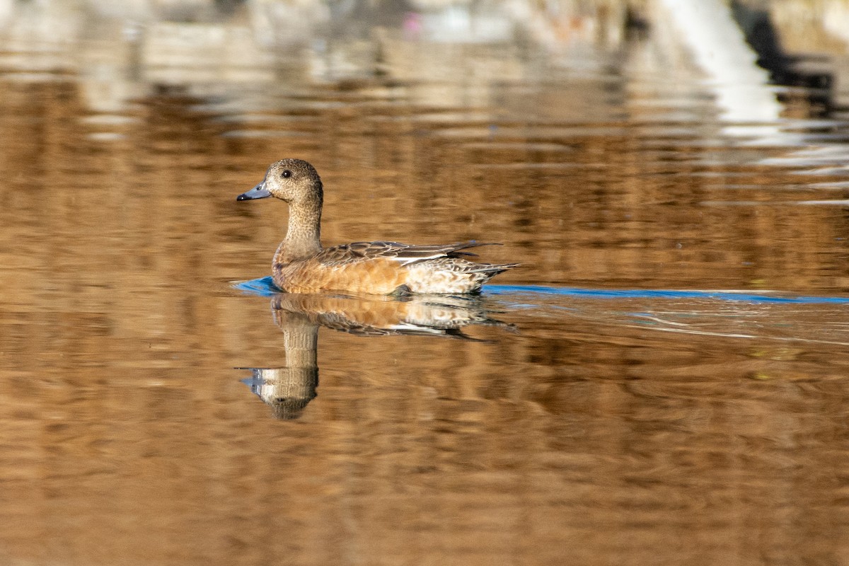 Eurasian Wigeon - ML646526236
