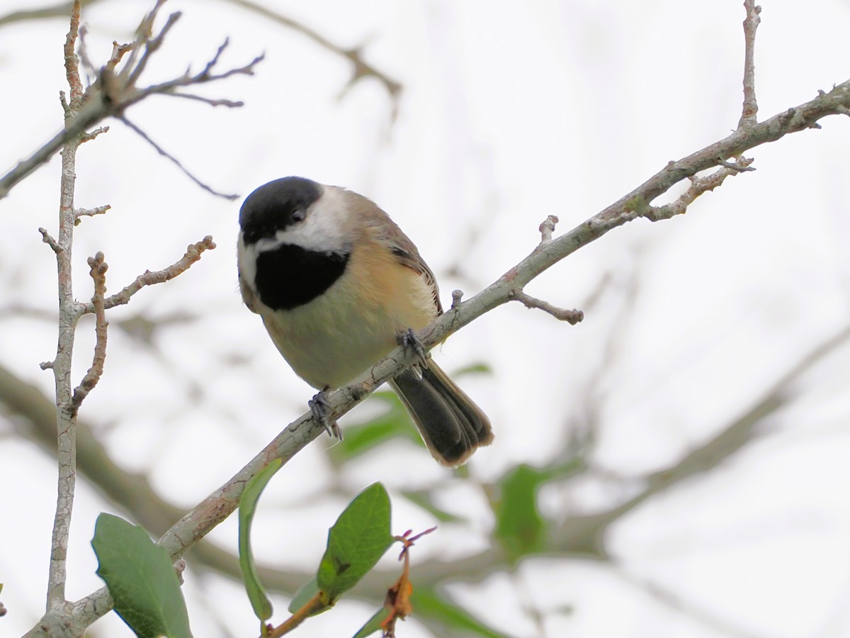 Carolina Chickadee - ML646526237
