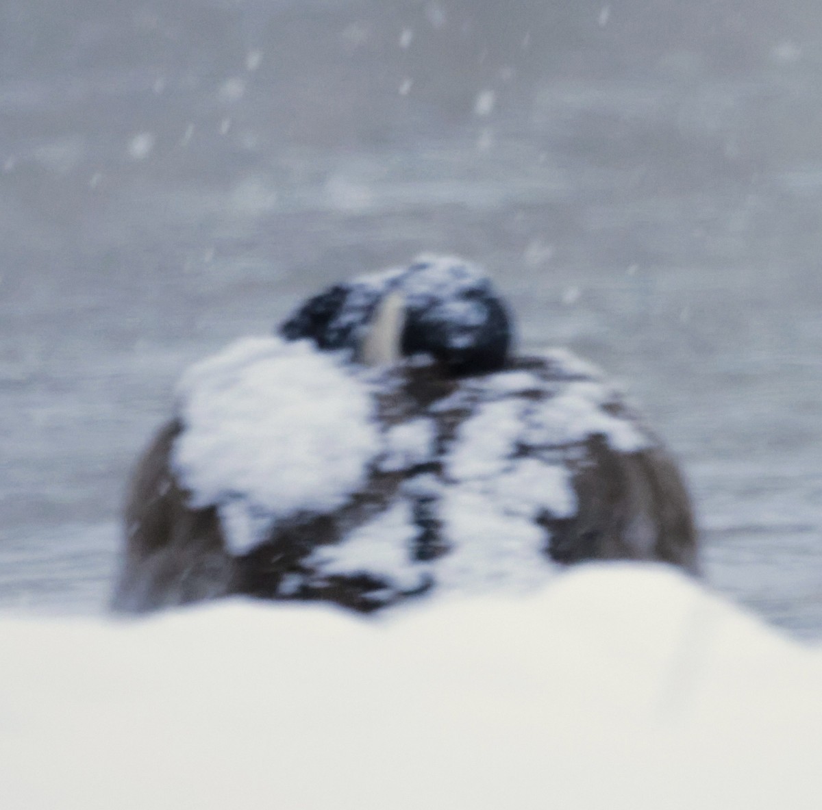 Canada Goose - ML646526240